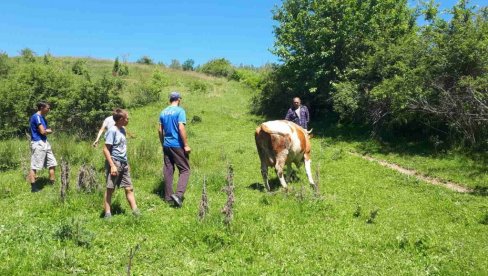 КРАВА ШЕСТОЧЛАНОЈ ПОРОДИЦИ: Леп гест Црквене општине Бијело Поље