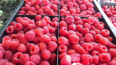 SRPSKA MALINA CENJENA U SVETU: Po novom sistemu deklarisanja domaći proizvod biće jasno označen