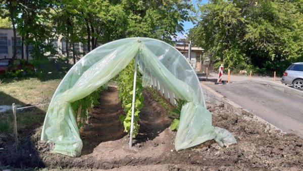 КИНЕЗИ ЗАСУКЛИ РУКАВЕ: Копају бакар и - дижу пластенике