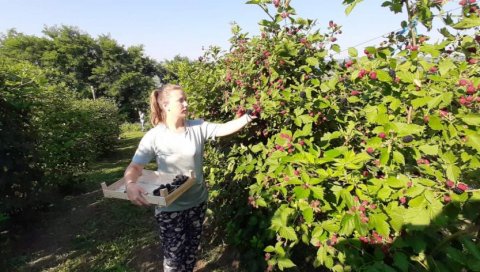 КУПИНУ БИ СВИ ЗА БАГАТЕЛУ: Воћари послују са минусом већ шест година, крче засаде, а квалитет рода - одличан