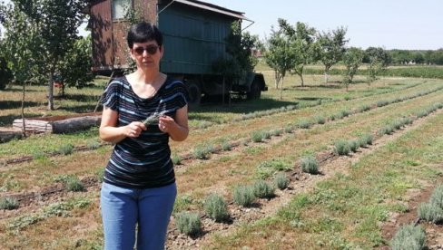 ЛАВАНГРАД ОЖИВЕО СЕЛА: Жене из сомборског атара се удружиле и покренуле посао на својим малим газдинствима