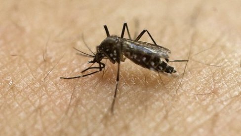 KOMARCI PRENOSE VIRUS ZAPADNOG NILA: Evo kako se možete zašititi na prirodan način