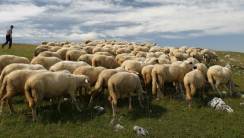 NOVI KUPCI SA DALEKIH TRŽIŠTA: Plasman stočarskih proizvoda na novim tržištima šansa je za rast ove grane