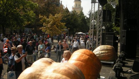 „ДАНИ ЛУДАЈЕ“ У КИКИНДИ БИЋЕ ОДРЖАНИ, АЛИ СКРОМНИЈЕ НЕГО РАНИЈЕ: Тикве без фруштука, карневала и концерата