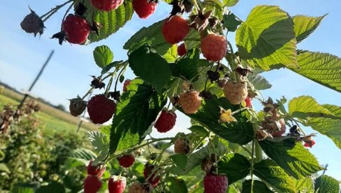 VAŽNI SAVETI ZA MALINARE: Kako ostvariti trostruku zaradu na malinama - informišite se i napunite novčanik