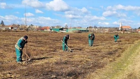 САДЊОМ И ОБНОВОМ ДРВЕЋА ПРАВЕ ПОЈАСЕВЕ У СОМБОРУ: Тополе град чувају од ветра