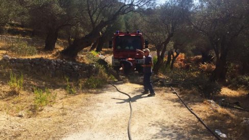 U MASLINJAKU POŽAR NANEO ŠTETU PREKO 50.000 EVRA: Požar je napravio pustoš na  imanju jednog vlasnika iz Ulcinja (FOTO)