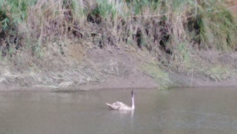 PTICO MOJA, BELI LABUDE: Simbol života ukrasio pitomi Begej