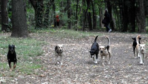 ОТАЦ ИСТРГАО ЋЕРКУ ИЗ ЧЕЉУСТИ ЛУТАЛИЦА: Девојчицу (4) напали  пси пред кућом код Ариља