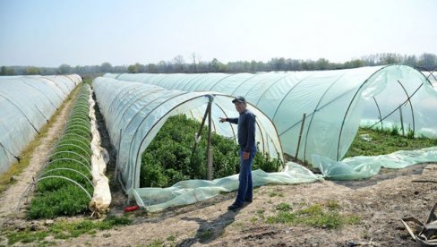 SELU DAJU 76 MILIONA DINARA : Objavljena odluka o dodeli novca prestoničkim voćarima, povrtarima, stočarima i pčelarima SELU DAJU 76 MILIONA DINARA : Objavljena odluka o dodeli novca prestoničkim voćarima, povrtarima, stočarima i pčelarima