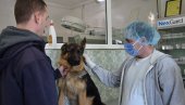 SVE MANJE TELADI, A PSI SVE BOLESNIJI: Direktor Veterinarske stanice u Jagodini ukazuje na višegodišnje probleme u Pomoravlju