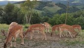 NEKO GAJI OVCE, A JA LOPATARE: Mladi Perica Simeonović iz Jasikova kod Majdanpeka na farmi uzgaja posebnu vrstu papkara