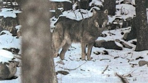 ПОЈАВИЛИ СЕ ВУКОВИ У ОВОМ СЕЛУ У СРБИЈИ: Грађани узнемирени - животиње долазе до кућа (ФОТО)