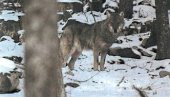 POJAVILI SE VUKOVI U OVOM SELU U SRBIJI: Građani uznemireni - životinje dolaze do kuća (FOTO)