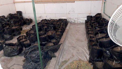 POLICIJA PROVALILA U LABORATORIJU MARIHUANE U ZEMUNU: Pogledajte fotografije velike zaplene beogradske policije (FOTO) POLICIJA PROVALILA U LABORATORIJU MARIHUANE U ZEMUNU: Pogledajte fotografije velike zaplene beogradske policije (FOTO)
