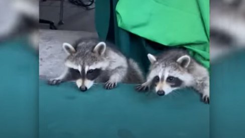A KADA PADNE MRAK KREĆE ZABAVA! Urnebesan snimak rakuna na trambolini (VIDEO)