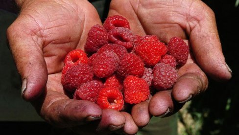 U MARTU ĆE SE ZNATI KONAČNA CENA CRVENOG ZLATA: 300 dinara za prošlogodišnji rod?