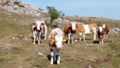 СТОЧАРИМА И ДО 55 МИЛИОНА ДИНАРА: Расписан Јавни позив за подстицаје за органску производњу