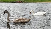 DECA POKUŠALA DA OTMU LABUDICU! Nesvakidašnji događaj na gradskom jezeru u Vršcu