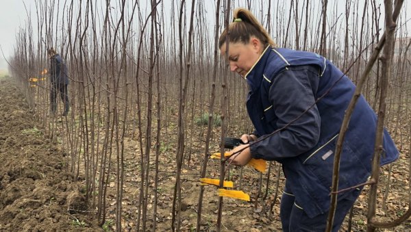 САДНИЦЕ НА КУЋНУ АДРЕСУ: Новост из чачанског института за воћарство