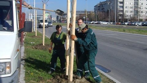 ДО ПЛАТАНА ИЗ ФОТЕЉЕ НА ЈЕДАН КЛИК: Путем апликације Моје дрво, грађани имају могућност да засаде саднице, у цену улази и табла и нега