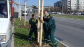 ДО ПЛАТАНА ИЗ ФОТЕЉЕ НА ЈЕДАН КЛИК: Путем апликације Моје дрво, грађани имају могућност да засаде саднице, у цену улази и табла и нега