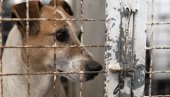 PRIZOR OD KOGA SE SRCE CEPA: Na periferiji Jagodine u napuštenoj kući cvile izgladneli i izmučeni psi