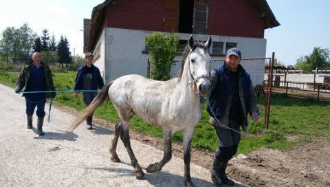 ЧИСТОКРВНИ ЛИПИЦАНЕРИ НА ЦЕНИ: Ергела Вучијак изнад Прњавора, која броји 130 грла, напокон, стала на здраве ноге