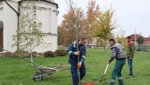 ПОШУМЉАВАЊЕ КОД ЗРЕЊАНИНА: До сада засадили 450 садница (ФОТО)