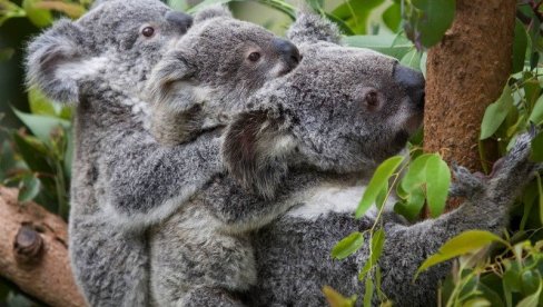 KOALE ĆE POSTATI UGROŽENA VRSTA? Australija razmatra tu mogućnost