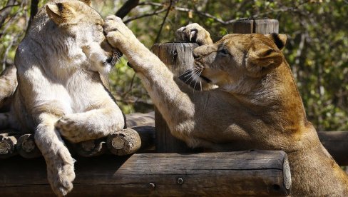 VIRUS UOČEN  KOD ŽIVOTINJA: Četiri lava u zoo vrtu u Barseloni pozitivna na koronu