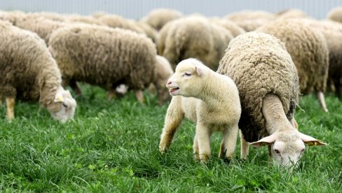 PLAKAĆETE OD SMEHA NAKON OVOGA: Ovce upale u staklenik sa marihuanom, pojele preko 300 kilograma, a tek da vidite šta je onda usledilo