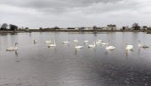 VRŠAČKO LABUDOVO JEZERO: Graciozne ptice prvi put zimuju na omiljenom gradskom kupalištu, a biće i mladih (FOTO)