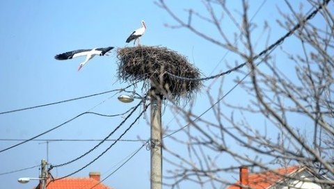 РОДЕ ОСТАЛЕ ДА ЗИМУЈУ: На три локације у Србији уочене беле роде, грађани захтевају њихово збрињавање