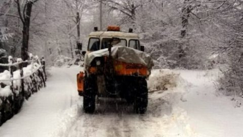 МЕЋАВА У ХЕРЦЕГНОВСКОМ ЗАЛЕЂУ: Упркос зими - мимозе су процветале