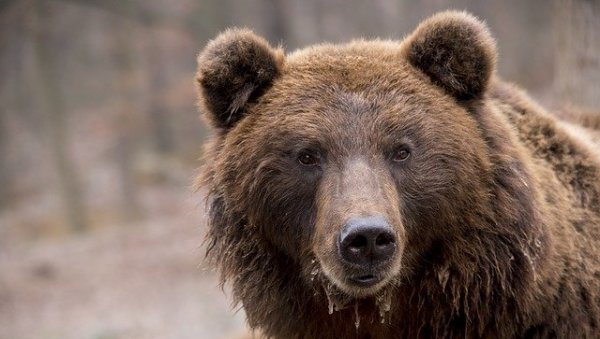 ЊОЈ НИЈЕ БИЛО ЗАБАВНО, АЛИ ОНИ СУ УЖИВАЛИ: Мама медведица покушава да преведе младунце преко улице (ВИДЕО)