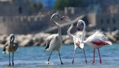 ПРЕДАТОРИ У РУЖИЧАСТОМ: Делују љупко, али испод воде стварају вртлог који је запањио науку (ВИДЕО)