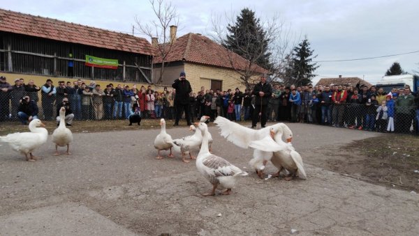 ГУСАК БАТАК У ФИНАЛУ УДАРА НА ЖИВУ: У недељу се у Мокрину одржава Гусанијада, 35. надметање гускова