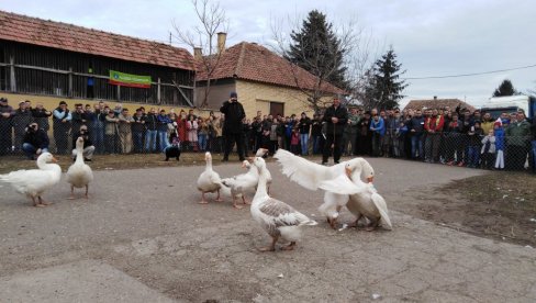 ГУСАК БАТАК У ФИНАЛУ УДАРА НА ЖИВУ: У недељу се у Мокрину одржава Гусанијада, 35. надметање гускова