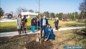 ZA LEPŠI I ZELENIJI ZRENJANIN: Sadnice javora ukrasile Bagljaš (FOTO)