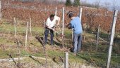 ŽENA APSOLUTNI POBEDNIK, RAKIJA BOLJA OD VINA: U Vršcu održana smotra alkoholna pića