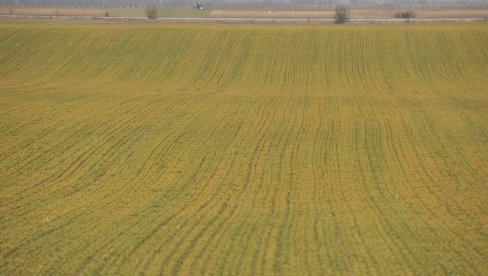 OD MRAZA POŽUTELA  ŽITNA POLJA: Nagle promene vremena, od temperatura ispod nule do plus 17 oštetile ozime useve