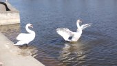 NA STARO JEZERO SLETELI LABUDOVI: Kikinda dobila Isu i Bisu (FOTO)