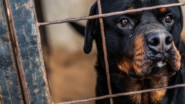 МУЧИО ЖИВОТИЊЕ И ЗЛОСТАВЉАО ПСЕ У АЗИЛУ ЗА ОБУКУ: Велика акција полиције - Ухапшен мушкарац у Крагујевцу