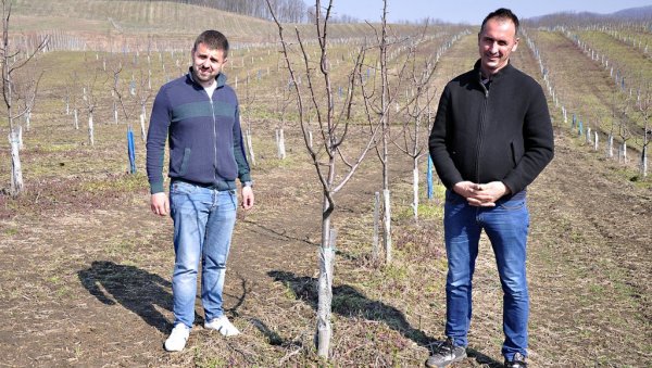 ШЉИВА ПОСТАЈЕ МАЈЕВИЧКО ЗЛАТО: Општина Лопаре последњих година улаже у туризам, али све више и у воћарску производњу и нове погоне