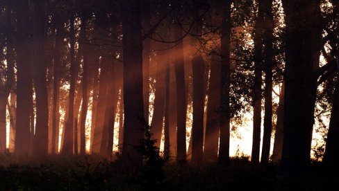 NISU MOGLI DA VERUJU DA SU IH PRONAŠLI: Razbijena korona žurka duboko u šumi, u vikendici bilo više od 70 ljudi