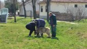 УСПЕШНА АКЦИЈА: Пси луталице склоњени са улице у Житишту