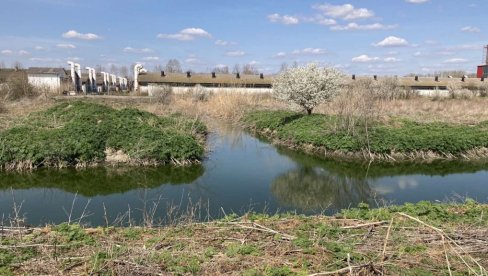 NOVOSTI U KOVILOVU: Uginule svinje i dalje pod zemljom, zakupac farme ne dozvoljava prilazak deponiji (FOTO/VIDEO)