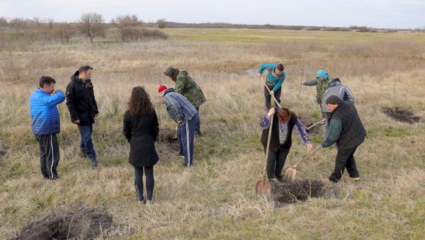 У ВРШЦУ И ОКОЛИНИ ПОСАЂЕНО 1.220 САДНИЦА ДРВЕЋА: Град обезбедио садни материјал, а мештани сами учествовали у акцијама