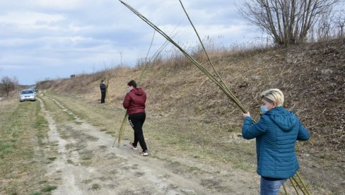 LEPA AKCIJA NA PODRUČJU OPŠTINE APATIN: Pošumljavanje Prigrevice belom vrbom